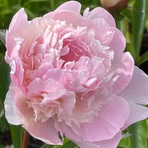Illatos bazsarózsa - Paeonia lactiflora 'Alertie'