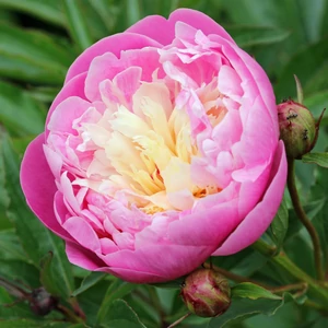 Illatos bazsarózsa - Paeonia lactiflora 'Blow of Beauty'