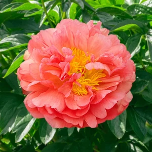 Illatos bazsarózsa - Paeonia lactiflora 'Coral Sunset'