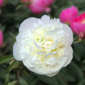 Illatos bazsarózsa - Paeonia lactiflora 'Duchesse de Nemours'