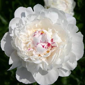 Illatos bazsarózsa - Paeonia lactiflora 'Festiva Maxima'