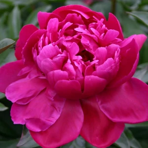 Illatos bazsarózsa - Paeonia lactiflora 'Fiona'