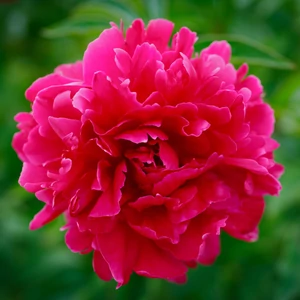 Illatos bazsarózsa - Paeonia lactiflora 'Kansas'