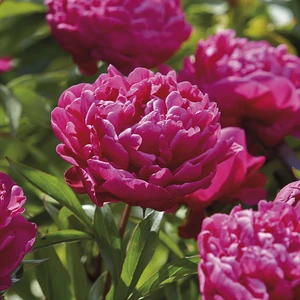 Illatos bazsarózsa - Paeonia lactiflora 'Karl Rosenfield'