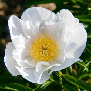 Illatos bazsarózsa - Paeonia lactiflora 'Krinkled White"