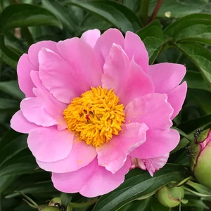 Illatos bazsarózsa - Paeonia lactiflora 'Nymphe'