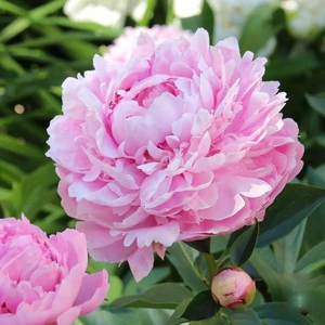 Illatos bazsarózsa - Paeonia lactiflora 'Sarah Bernhardt'