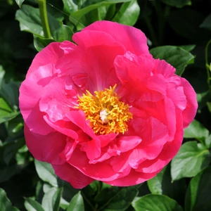 Illatos bazsarózsa - Paeonia lactiflora 'Paula Fay'