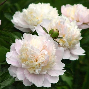 Illatos bazsarózsa - Paeonia lactiflora 'Shirley Temple'