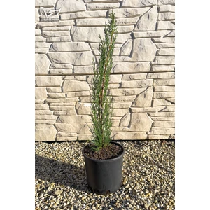 Európai ciprus 'Totem' - Cupressus sempervirens