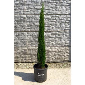 Európai ciprus 'Totem' - Cupressus sempervirens