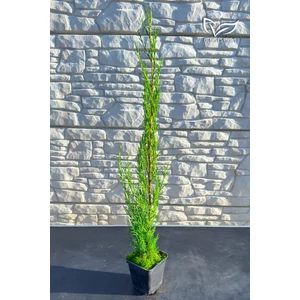 Európai ciprus 'Totem' - Cupressus sempervirens