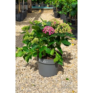 Kerti hortenzia 'Curly Wurly Pink' - Hydrangea macrophylla