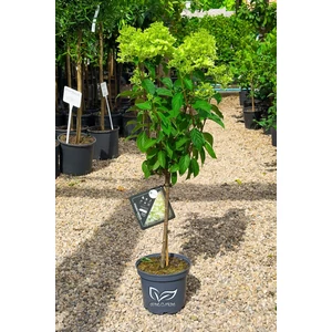 Bugás Hortenzia 'Magastörzsű' - Hydrangea Paniculata 'Skyfall'