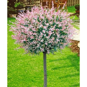 Fehér-rózsaszín tarka levelű japán fűz 'Hakuro-Nishiki' - Salix integra