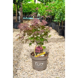 Tropische Pflanzen einkaufen | Zitrusfrchte und Palmen | Gartenbau Webshop