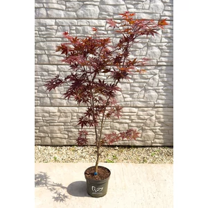 Japán juhar 'Fireglow' - Acer palmatum