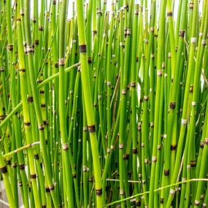 Japán zsurló - Equisetum japonicum