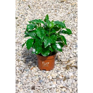 Kávécserje - Coffea arabica