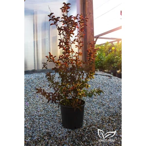 Kínai selyemmirtusz, selyemvirágfa 'Piros' - Lagerstroemia eladó