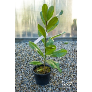 Örökzöld magnólia - Liliomfa - Magnolia grandiflora 