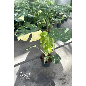 Könnyezőpálma - Monstera deliciosa 'Thai Constellation'