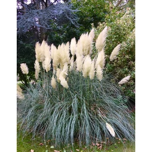 Ezüstös pampafű (krémfehér) - Cortaderia selloana 'Pumila'