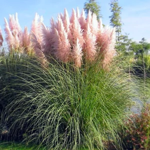 Ezüstös pampafű (rózsaszín) - Cortaderia selloana 'Rosea'
