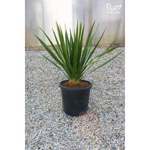 Sárkányfa - Dracaena