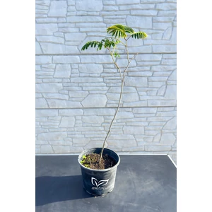 Selyemakác fa - Albizia julibrissin