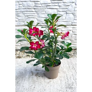 Sivatagi Rózsa - Adenium obesum