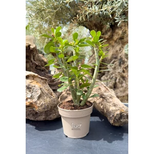 Sivatagi Rózsa - Adenium obesum
