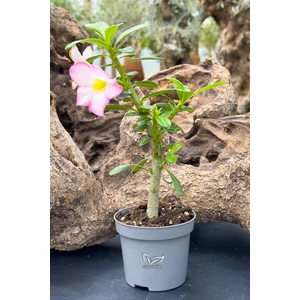 Sivatagi Rózsa - Adenium obesum