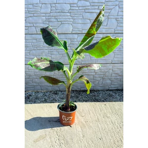 Törpe banán - ehető termésű - Musa 'Dwarf Cavendish'