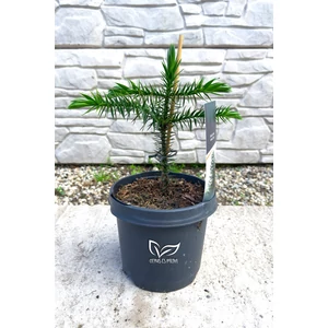  Araucaria araucana – Chilei araukária / Chilei fenyő eladó