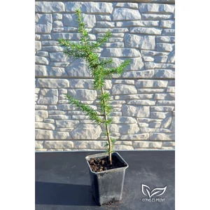 Atlasz cédrus – Cedrus atlantica