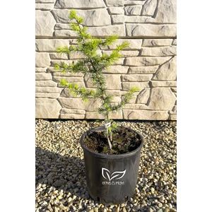 Atlasz cédrus – Cedrus atlantica
