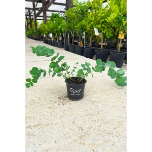 Eucalyptus gunnii 'Silver Dollar' - Nagylevelű havasi eukaliptusz eladó