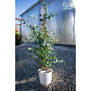 Tasmaniai havasi eukaliptusz - Eucalyptus gunnii eladó cserépben