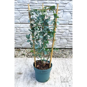 Tasmaniai havasi eukaliptusz - Eucalyptus gunnii eladó