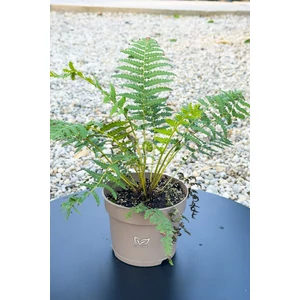 Óriás páfrányfa - Dicksonia antarctica