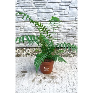 Óriás páfrányfa - Dicksonia antarctica