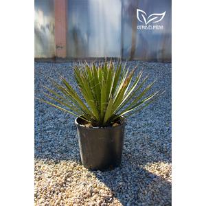 Yucca filifera 24 cm cserépben