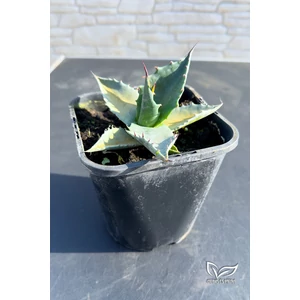 Agave Havardiana