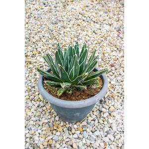 Agave victoriae-reginae