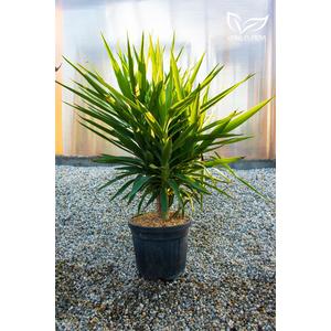  Pálmaliliom - Yucca elephantipes eladó