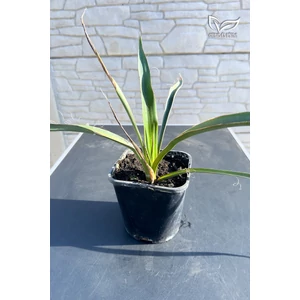 Yucca faxoniana - Faxon jukka
