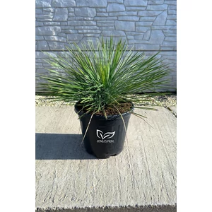 Yucca Linearifolia cserépben