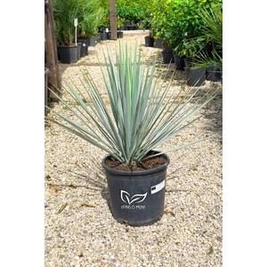 Yucca Rigida - Kék yucca cserépben