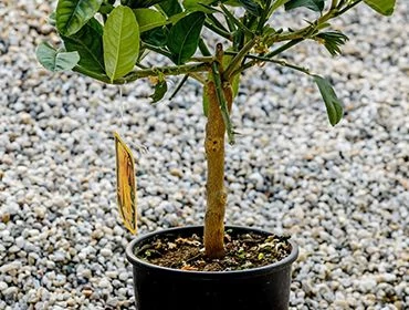 Štepené na nízkom kmeni